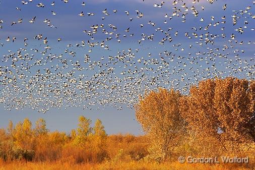 Snow Geese Fly-Out_73219.jpg - Snow Geese (Chen caerulescens) in flightPhotographed in the Bosque del Apache National Wildlife Refuge near San Antonio, New Mexico, USA.